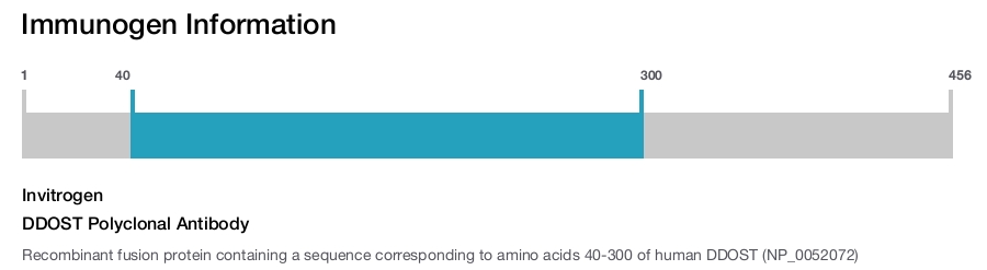 DDOST Polyclonal Antibody