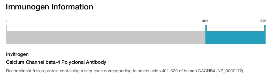 Calcium Channel beta-4 Polyclonal Antibody