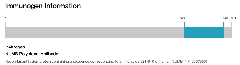 NUMB Polyclonal Antibody