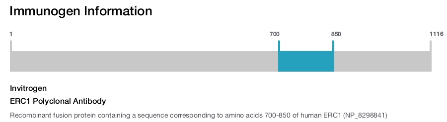 ERC1 Polyclonal Antibody