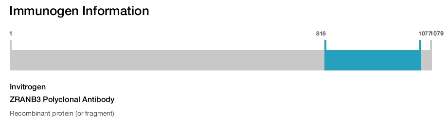 ZRANB3 Polyclonal Antibody