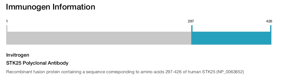 STK25 Polyclonal Antibody