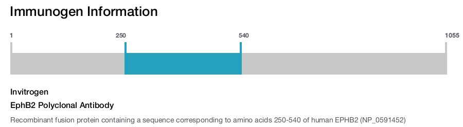 EphB2 Polyclonal Antibody