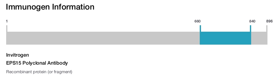 EPS15 Polyclonal Antibody