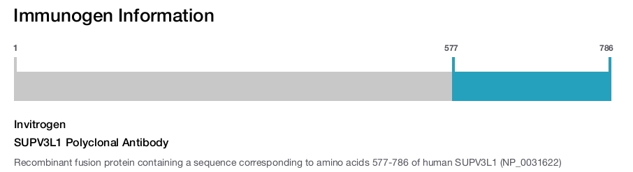 SUPV3L1 Polyclonal Antibody