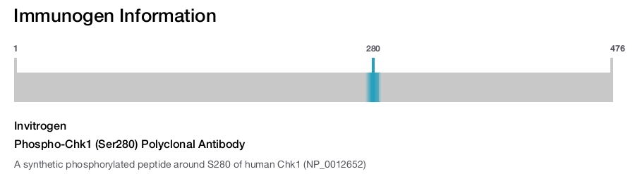 Phospho-Chk1 (Ser280) Polyclonal Antibody