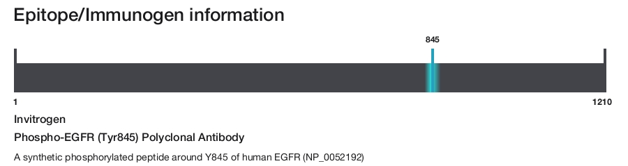 Phospho-EGFR (Tyr845) Polyclonal Antibody