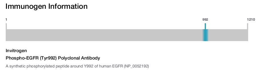 Phospho-EGFR (Tyr992) Polyclonal Antibody