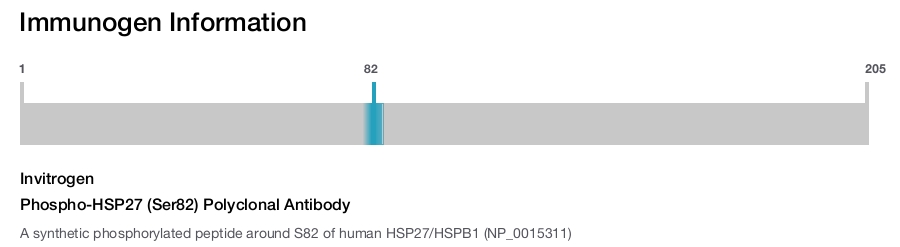 Phospho-HSP27 (Ser82) Polyclonal Antibody