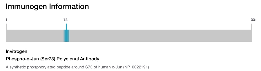 Phospho-c-Jun (Ser73) Polyclonal Antibody