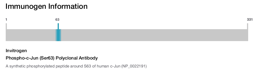 Phospho-c-Jun (Ser63) Polyclonal Antibody