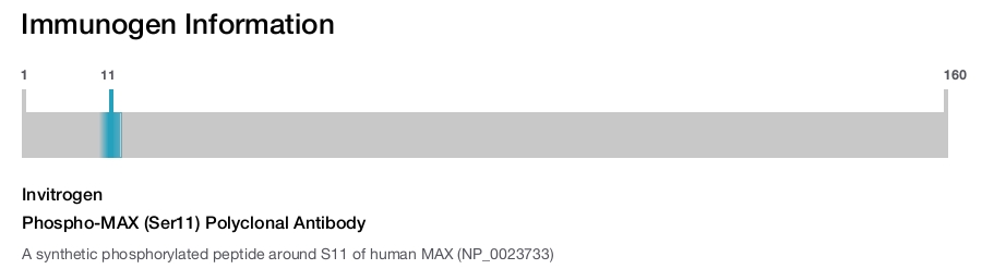Phospho-MAX (Ser11) Polyclonal Antibody