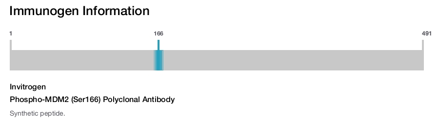 Phospho-MDM2 (Ser166) Polyclonal Antibody
