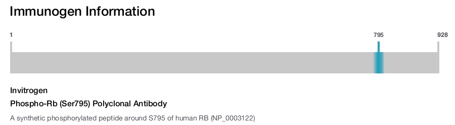 Phospho-Rb (Ser795) Polyclonal Antibody