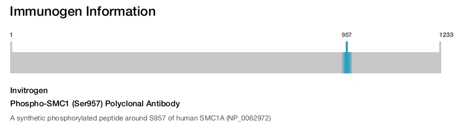 Phospho-SMC1 (Ser957) Polyclonal Antibody