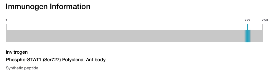 Phospho-STAT1 (Ser727) Polyclonal Antibody