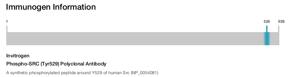 Phospho-SRC (Tyr529) Polyclonal Antibody