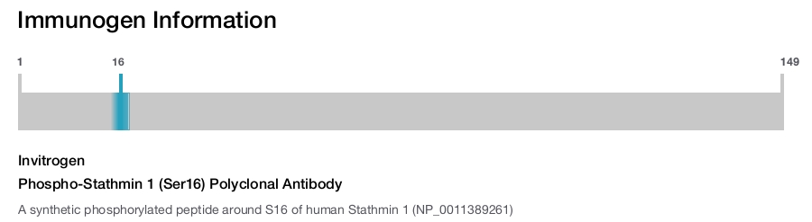 Phospho-Stathmin 1 (Ser16) Polyclonal Antibody