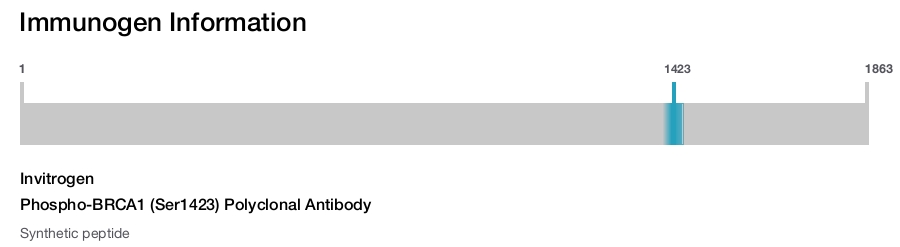 Phospho-BRCA1 (Ser1423) Polyclonal Antibody
