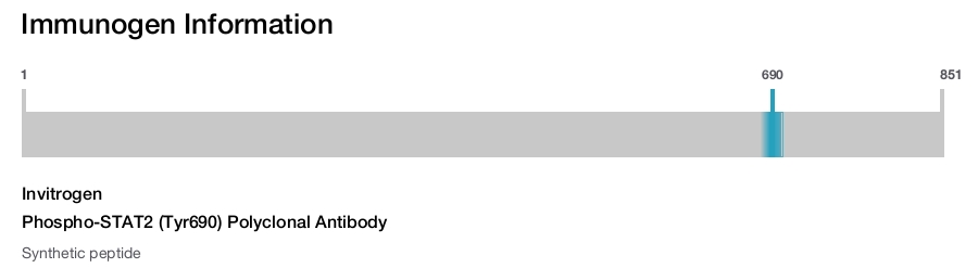Phospho-STAT2 (Tyr690) Polyclonal Antibody
