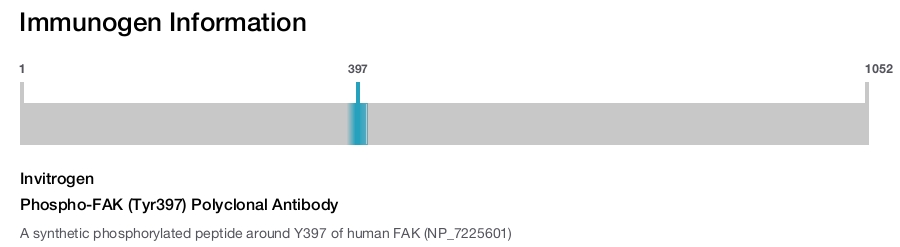 Phospho-FAK (Tyr397) Polyclonal Antibody