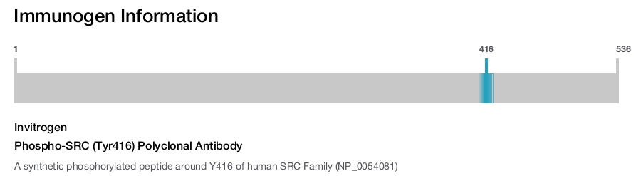 Phospho-SRC (Tyr416) Polyclonal Antibody