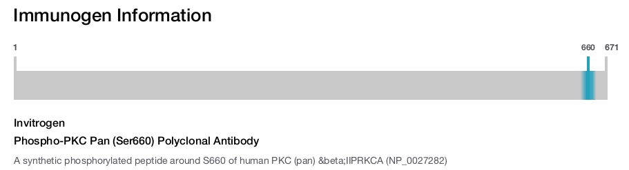 Phospho-PKC Pan (Ser660) Polyclonal Antibody