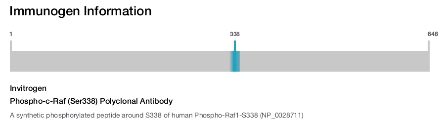 Phospho-c-Raf (Ser338) Polyclonal Antibody