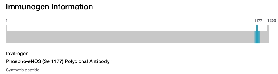 Phospho-eNOS (Ser1177) Polyclonal Antibody