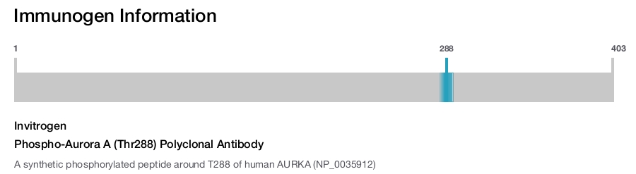 Phospho-Aurora A (Thr288) Polyclonal Antibody
