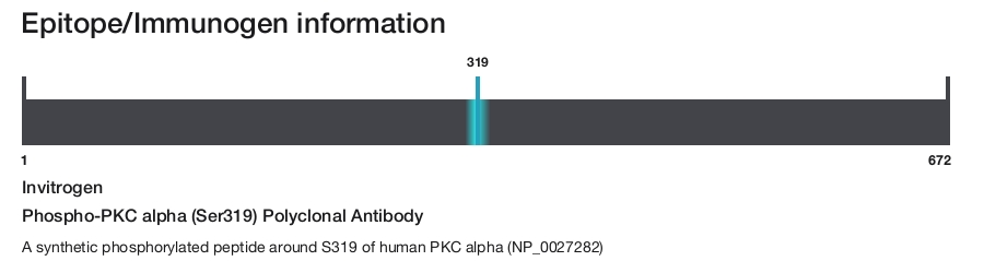 Phospho-PKC alpha (Ser319) Polyclonal Antibody