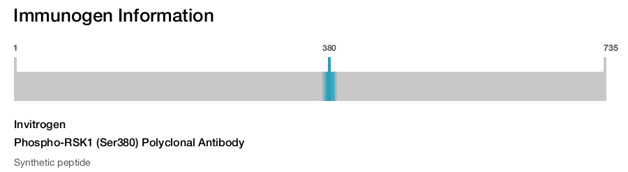 Phospho-RSK1 (Ser380) Polyclonal Antibody
