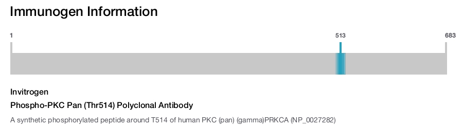 Phospho-PKC Pan (Thr514) Polyclonal Antibody