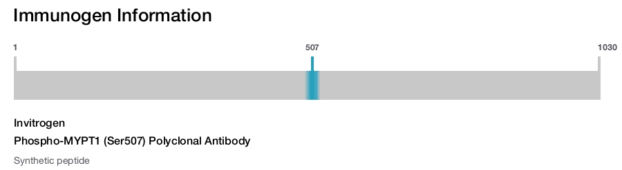 Phospho-MYPT1 (Ser507) Polyclonal Antibody