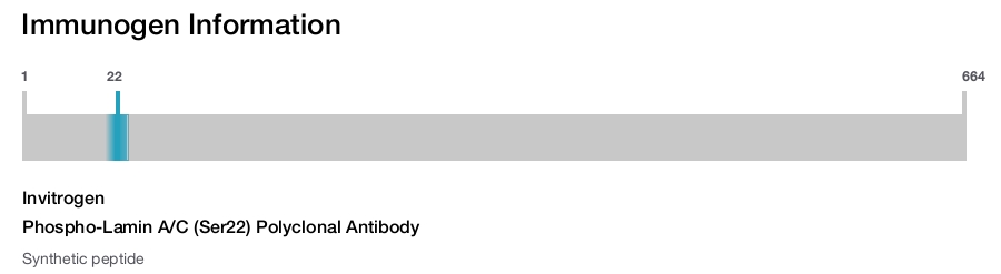 Phospho-Lamin A/C (Ser22) Polyclonal Antibody