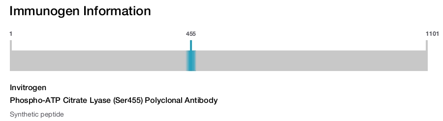 Phospho-ATP Citrate Lyase (Ser455) Polyclonal Antibody
