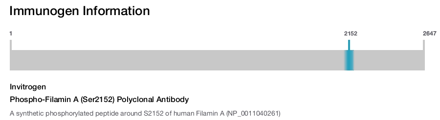 Phospho-Filamin A (Ser2152) Polyclonal Antibody