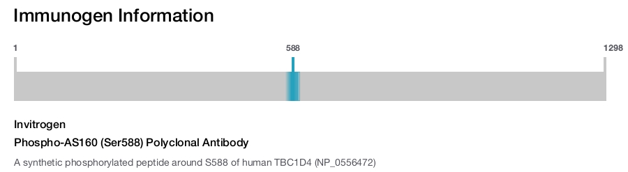 Phospho-AS160 (Ser588) Polyclonal Antibody