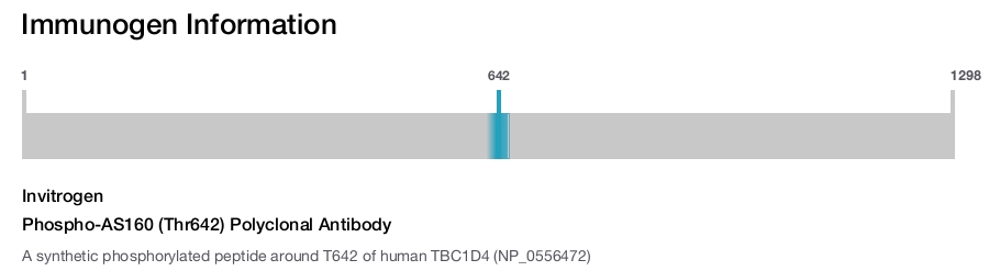 Phospho-AS160 (Thr642) Polyclonal Antibody