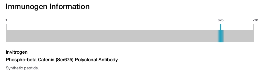 Phospho-beta Catenin (Ser675) Polyclonal Antibody
