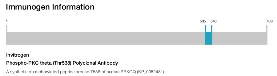 Phospho-PKC theta (Thr538) Polyclonal Antibody