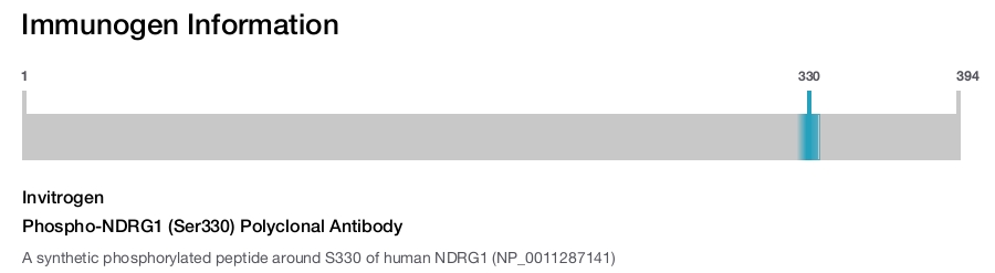 Phospho-NDRG1 (Ser330) Polyclonal Antibody