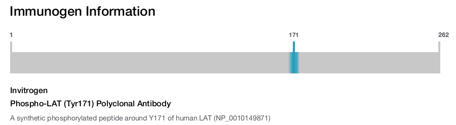 Phospho-LAT (Tyr171) Polyclonal Antibody