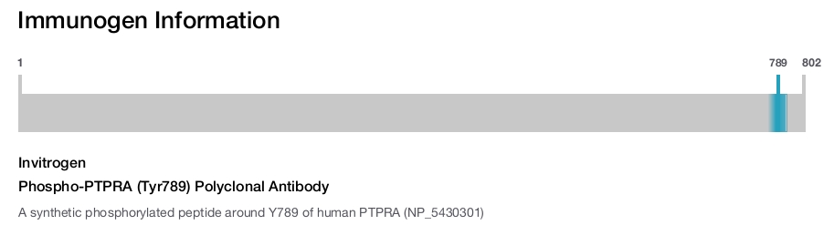 Phospho-PTPRA (Tyr789) Polyclonal Antibody