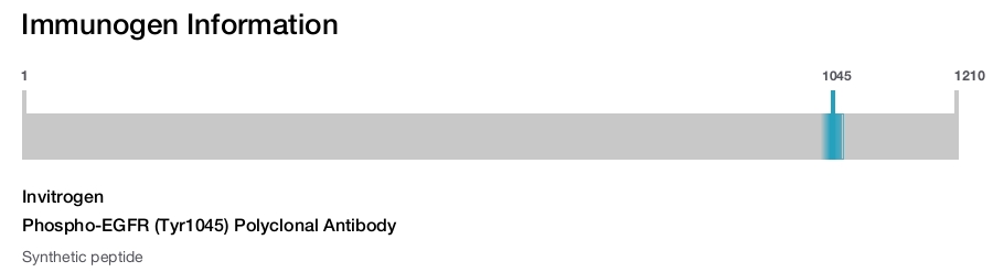 Phospho-EGFR (Tyr1045) Polyclonal Antibody