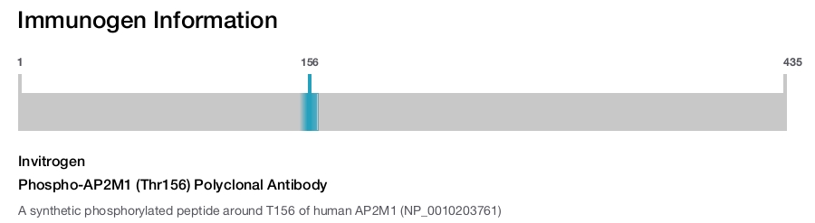 Phospho-AP2M1 (Thr156) Polyclonal Antibody