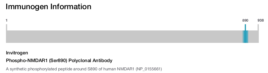 Phospho-NMDAR1 (Ser890) Polyclonal Antibody