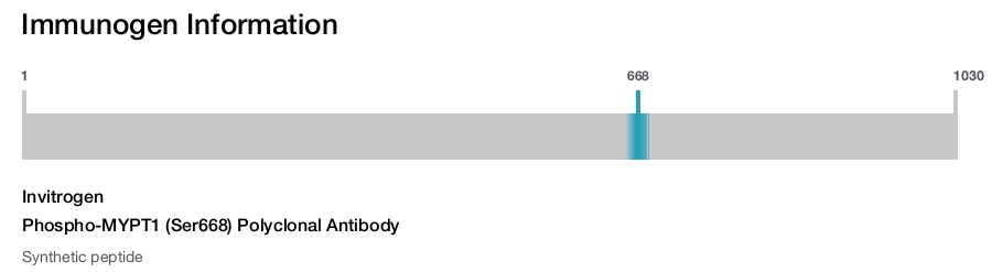 Phospho-MYPT1 (Ser668) Polyclonal Antibody