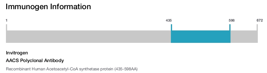 AACS Polyclonal Antibody