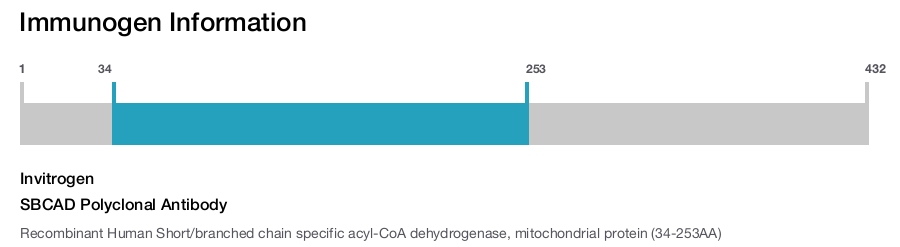 SBCAD Polyclonal Antibody